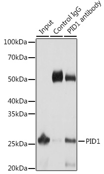 Immunoprecipitation analysis of 25ug extracts of Mouse liver cells using 3ug PID1 antibody 