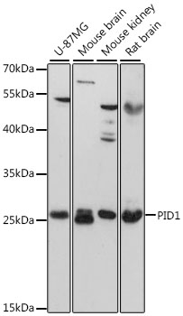 Western blot analysis of extracts of various cell lines, using PID1 antibody  at 1:3000 dilution