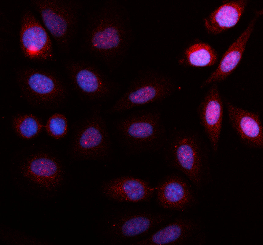 a07452 1 mtpn primary antibodies if testing 1