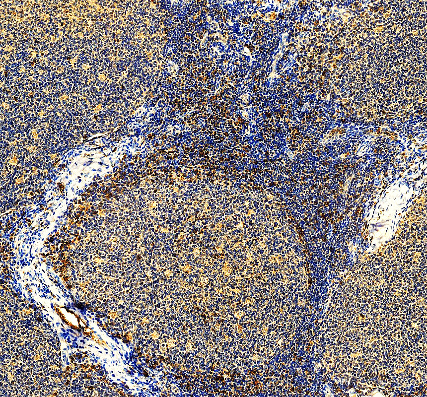 a07452 1 mtpn primary antibodies ihc testing 2