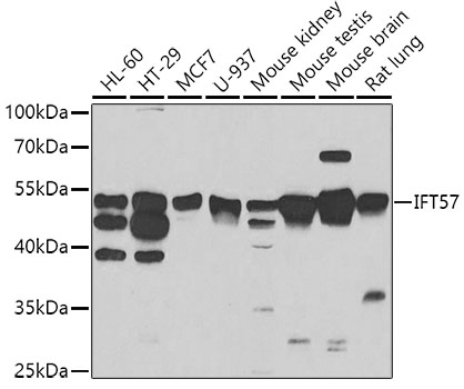 Western blot analysis of extracts of various cell lines, using IFT57 antibody  at 1:1000 dilution