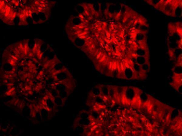 Immunofluorescence of PHAP III in Human Small Intestine cells with PHAP III antibody at 10 μg/mL