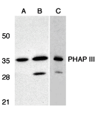 Western blot analysis of PHAP III expression in human A549 (A) and HepG2 (B) cells, and rat testis (C) with PHAP antibody III at 1 μg/mL