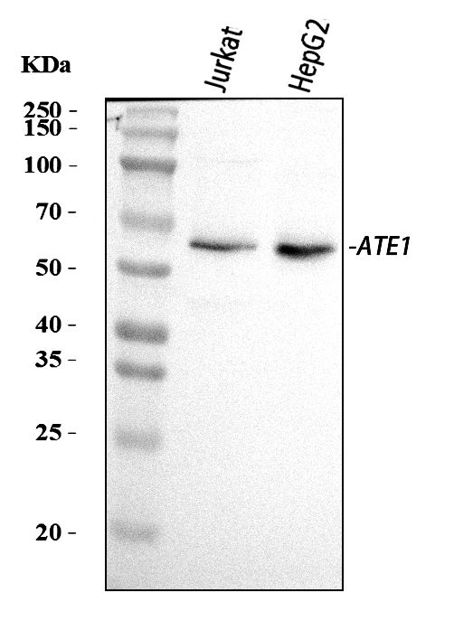 a07459 1 ate1 primary antibodies wb testing 1