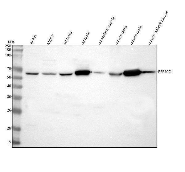  Western blot analysis of PPP3CC using anti-PPP3CC antibody (A07461-1)