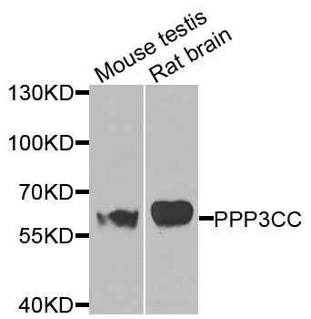 a07461 ppp3cc primary antiboties wb testing 1