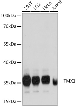a07462 tmx1 primary antiboties wb testing 1