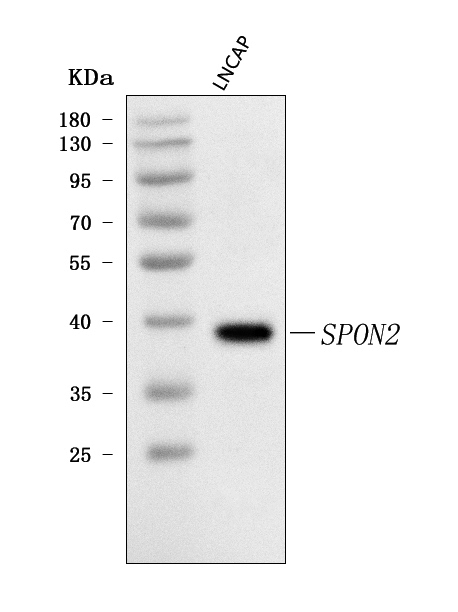 a07465 1 spon2 primary antibodies wb testing 1