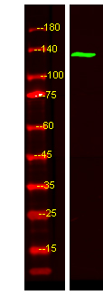 a07466 taok2 primary antibodies wb testing 1