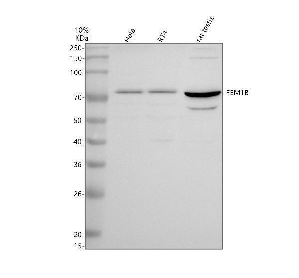 a07467 2 fem1b primary antibodies wb testing 1