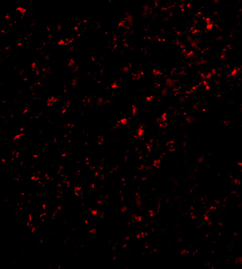 Immunofluorescence of F1A alpha in Mouse Liver cells with F1A alpha antibody at 20 μg/mL