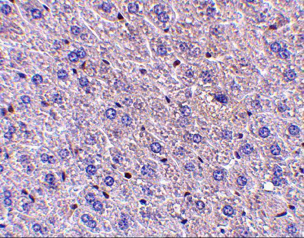Immunohistochemistry of F1Aα in mouse liver tissue with F1Aα antibody at 5 μg/mL