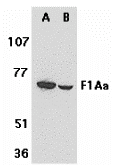 Western blot analysis of F1A alpha in mouse (A) and rat (B) liver tissue lysates with F1A alpha antibody at 1 μg/mL