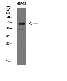 Western Blot analysis of HEPG2 cells using IgM Chain C Polyclonal Antibody diluted at 1:500