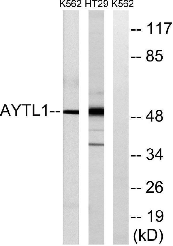 a07471 1 lpcat2 primary antibodies wb testing 2