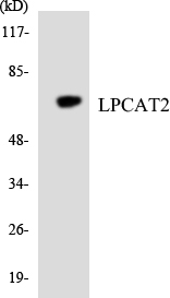 a07471 1 lpcat2 primary antibodies wb testing 3