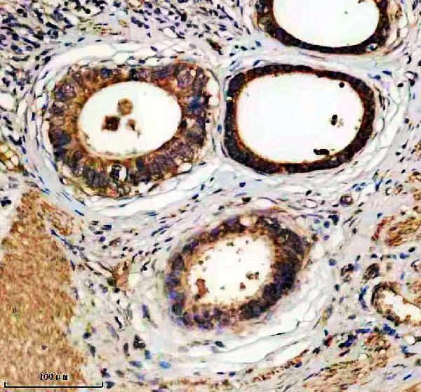 a07472 1 dmtf1 primary antibodies ihc testing 1