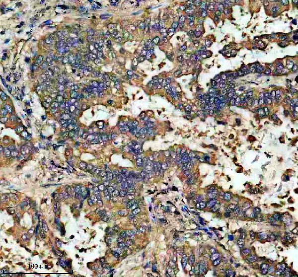 a07472 1 dmtf1 primary antibodies ihc testing 2