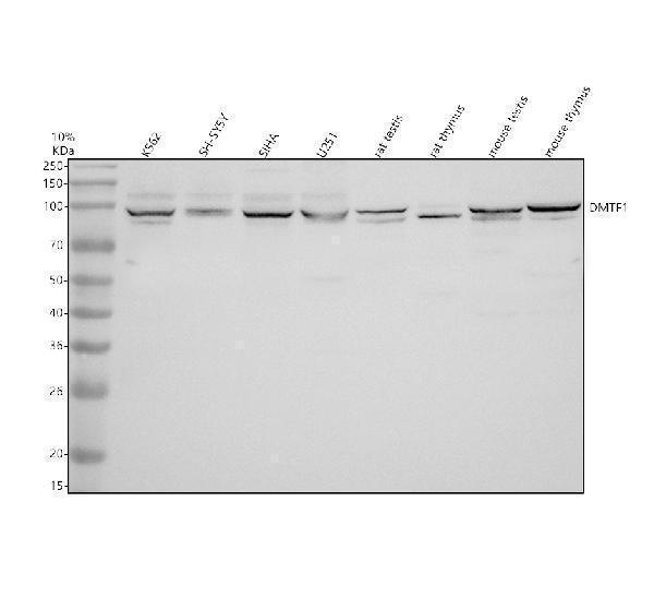 a07472 1 dmtf1 primary antibodies wb testing 1
