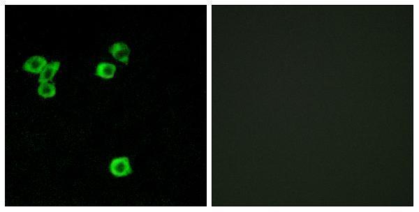 a07473 rps6kc1 primary antibodies if testing 1