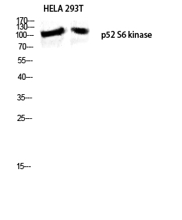 a07473 rps6kc1 primary antibodies wb testing 2