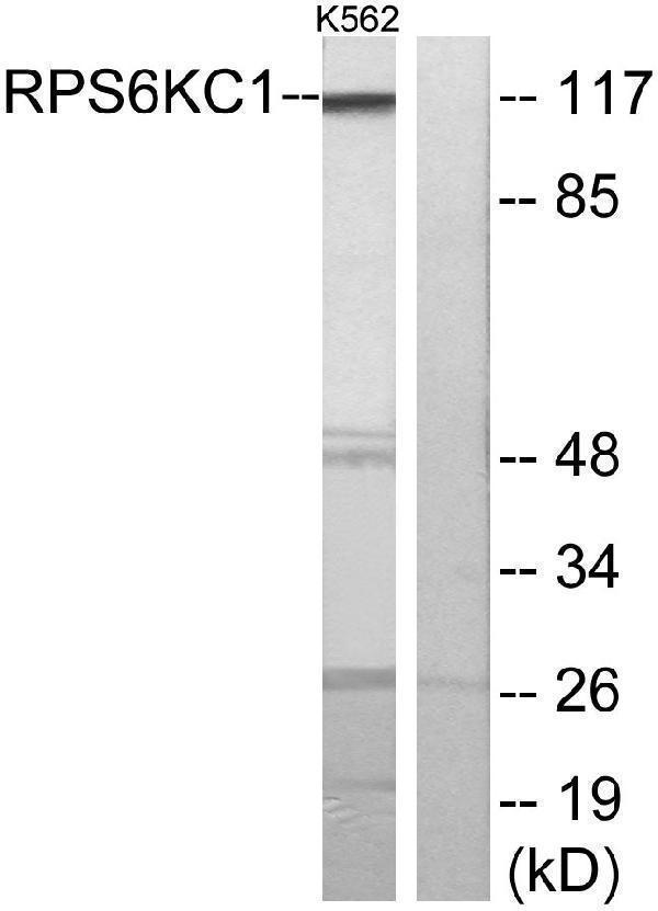 a07473 rps6kc1 primary antibodies wb testing 3
