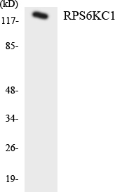 a07473 rps6kc1 primary antibodies wb testing 4