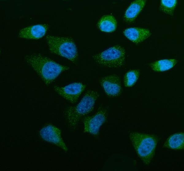  IF analysis of OSBPL5 using anti-OSBPL5 antibody (A07477-1)