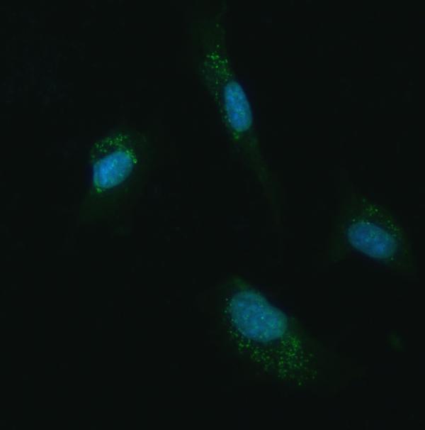 a07478 1 ube2m primary antibodies if testing 6