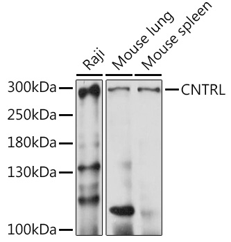 Western blot analysis of extracts of various cell lines, using CNTRL antibody  at 1:1000 dilution