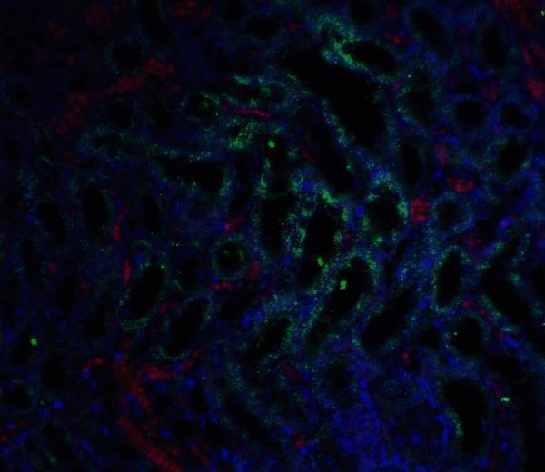 a07481 gfra3 primary antibodies if testing 3