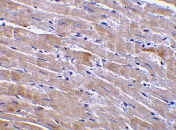 a07481 gfra3 primary antibodies ihc testing 2