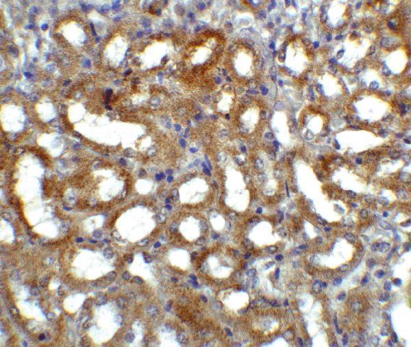 a07481 gfra3 primary antibodies ihc testing 4