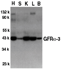 a07481 gfra3 primary antibodies wb testing 1