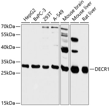 Western blot analysis of extracts of various cell lines, using DECR1 antibody  at 1:3000 dilution