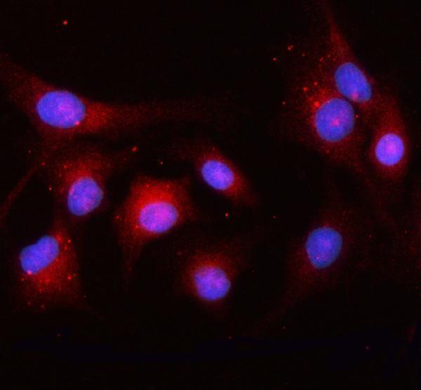 a07484 2 osbpl10 primary antibodies if testing 2
