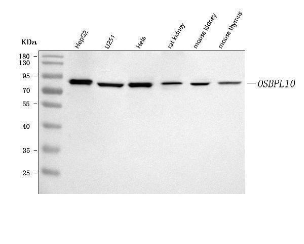 a07484 2 osbpl10 primary antibodies wb testing 1