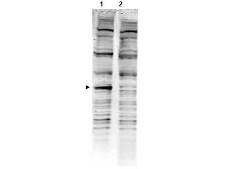 Western blot using Boster's Affinity Purified anti-PACRG antibody shows detection of a band ~40 kDa corresponding to human PACRG (arrowhead lane 1)