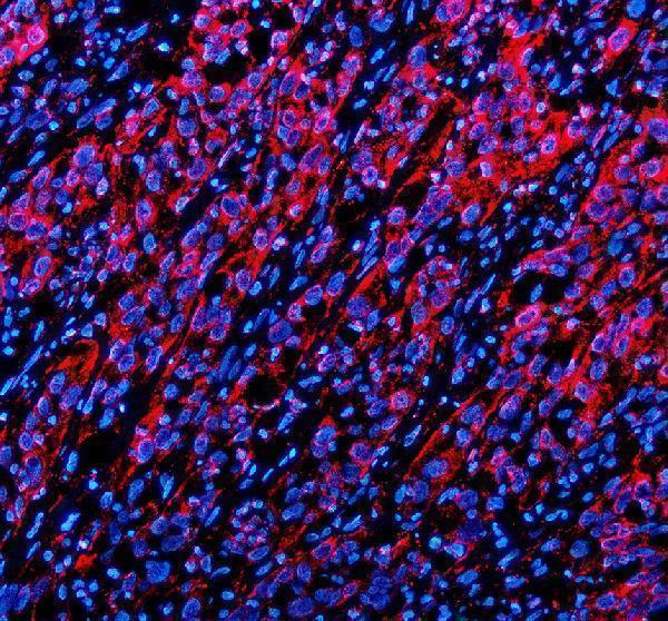 IF analysis of TWSG1 using anti-TWSG1 antibody (A07489)