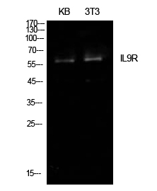 Western Blot (WB) analysis of KB, NIH-3T3 cells using IL-9R Polyclonal antibody