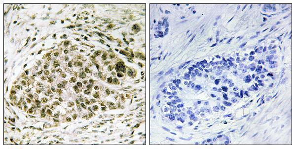 a07491 1 lyl1 primary antibodies ihc testing 1