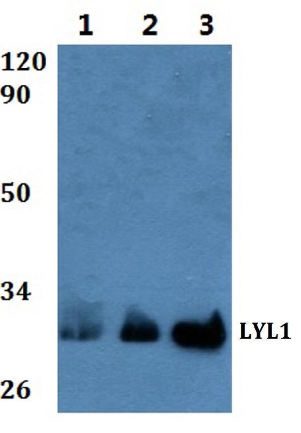 a07491 lyl1 primary antiboties wb testing 1