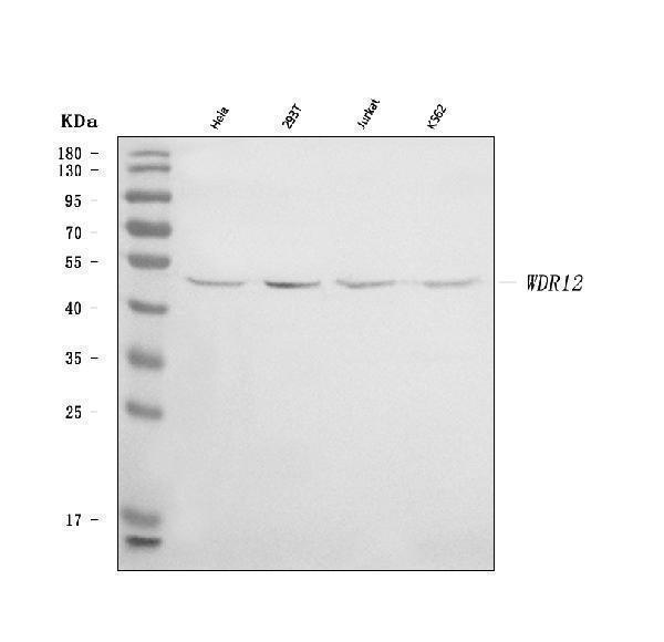 a07492 1 wdr12 primary antibodies wb testing 1