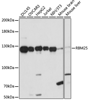Western blot analysis of extracts of various cell lines, using RBM25 antibody  at 1:1000 dilution