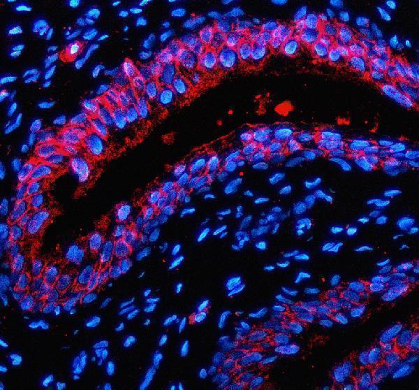 IF analysis of P2RX1 using anti-P2RX1 antibody (A07497-2)