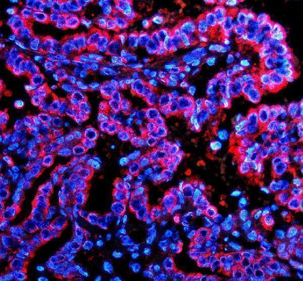 a07497 2 p2rx1 primary antibodies if testing 3