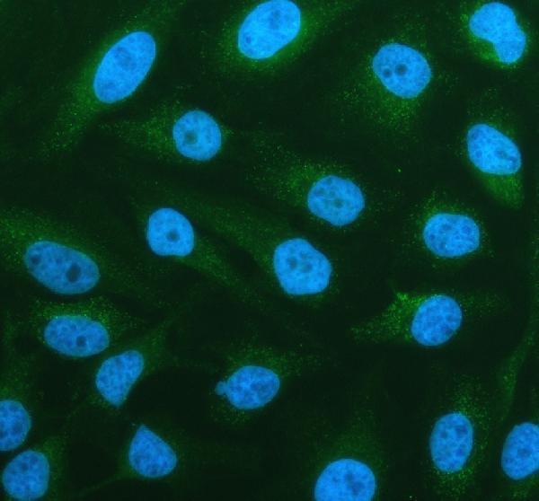 a07497 2 p2rx1 primary antibodies if testing 4