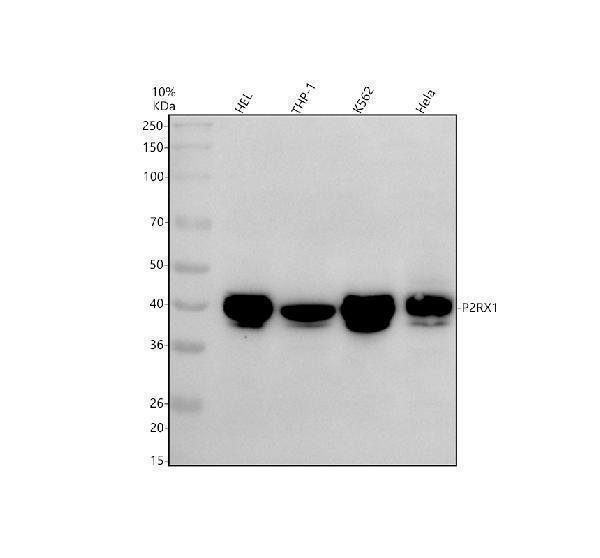 Western blot analysis of P2RX1 using anti-P2RX1 antibody (A07497-2)