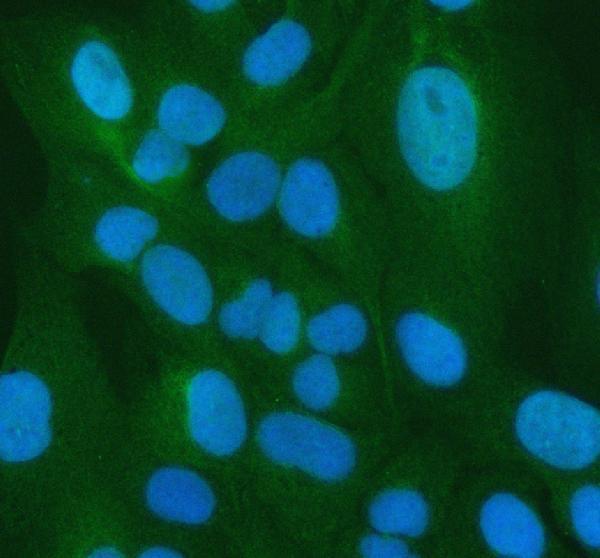  IF analysis of PSMA5 using anti-PSMA5 antibody (A07499-1)