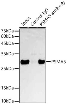 Immunoprecipitation analysis of 600ug extracts of Mouse liver cells using 3ug PSMA5 antibody 